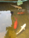 Japanese koi